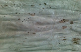 تخت Burled روکش چوب ورقه برش، ساخت خاکستر معرق کاری چوب روکش شده